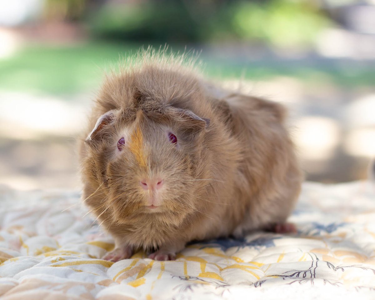 Snowy and Misty are searching for their forever home from Petstock Ashmore. 🏡

They are older guinea pigs, but age has only enhanced their beauty and enriched their personalities.

For more on Snowy and Misty please visit - bit.ly/AWLQSnowy & bit.ly/AWLQMisty118051