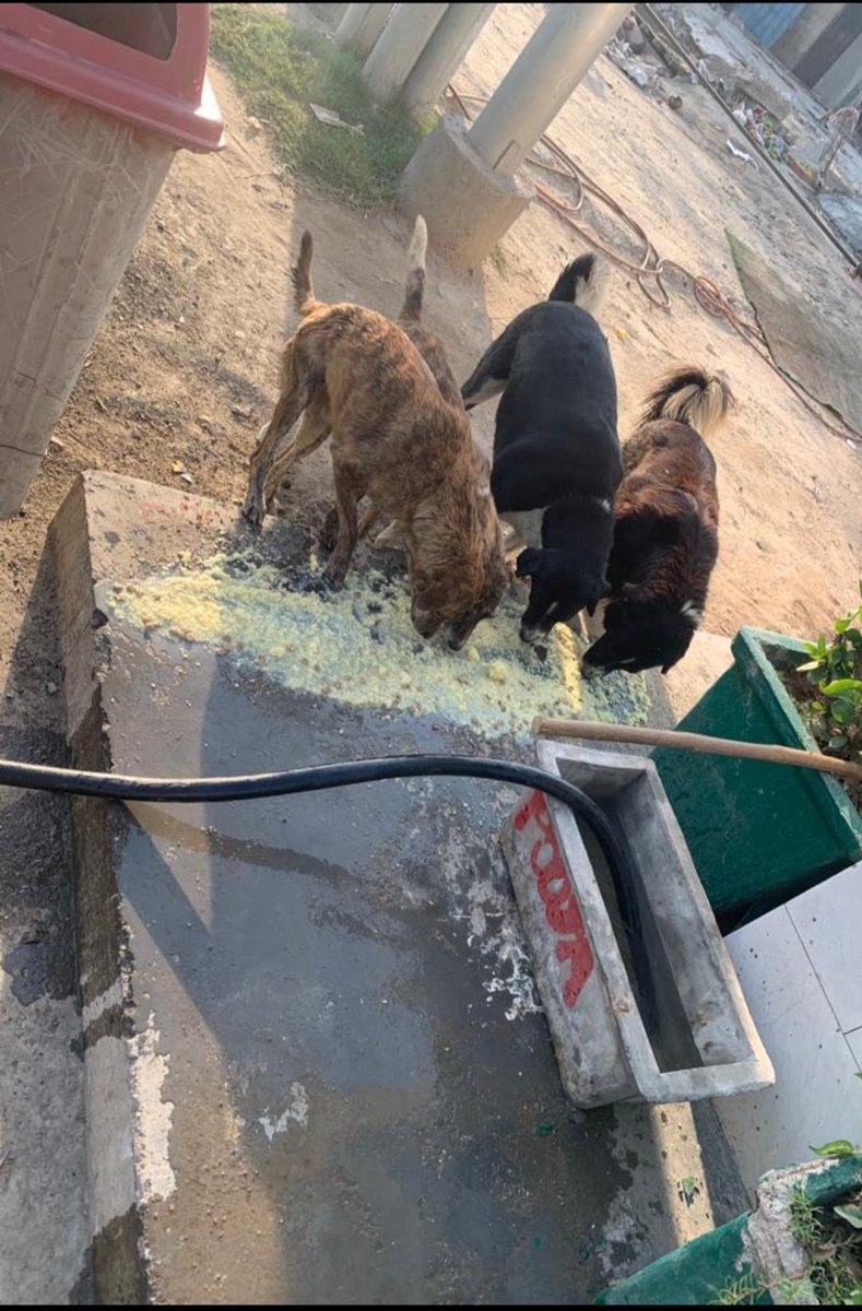 PrayatnaFounda1's tweet photo. It's good karma to keep a bowl of water for strays and animal. https://t.co/CburCRzO9t