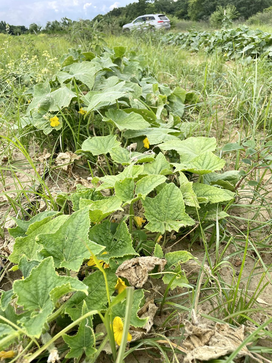 alabamaED's tweet photo. I wish everyday was NEMATODE MONDAY, don’t you?? Root-knot nematode (Meloidogyne incognita) on cucumber. Plants showing mild nutritional deficiency symptoms &amp; stunted growth. Swelling (galls) visible on disrupted root system. Poor weed control too #Nematode #Plantdisease https://t.co/cWVVe0CNKC