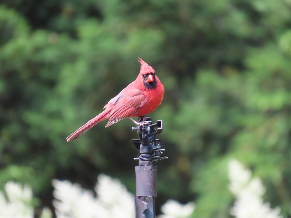 A couple of old friends yakking it up at Inwood Hill Park, and a Northern Cardinal taking advantage of the sprinkler system in the Heather Garden.

#birdcpp #birding #birdwatching #inwoodhillpark #HeatherGarden