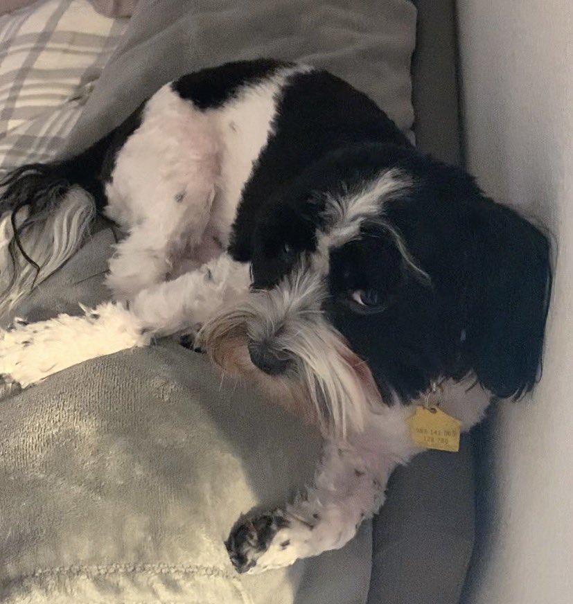 I’m so fast I snatched the band-aid, outran her in the foot chase, then took it under the bed and swallowed it before she caught me. #lawless #bandit #dogsoftwitter