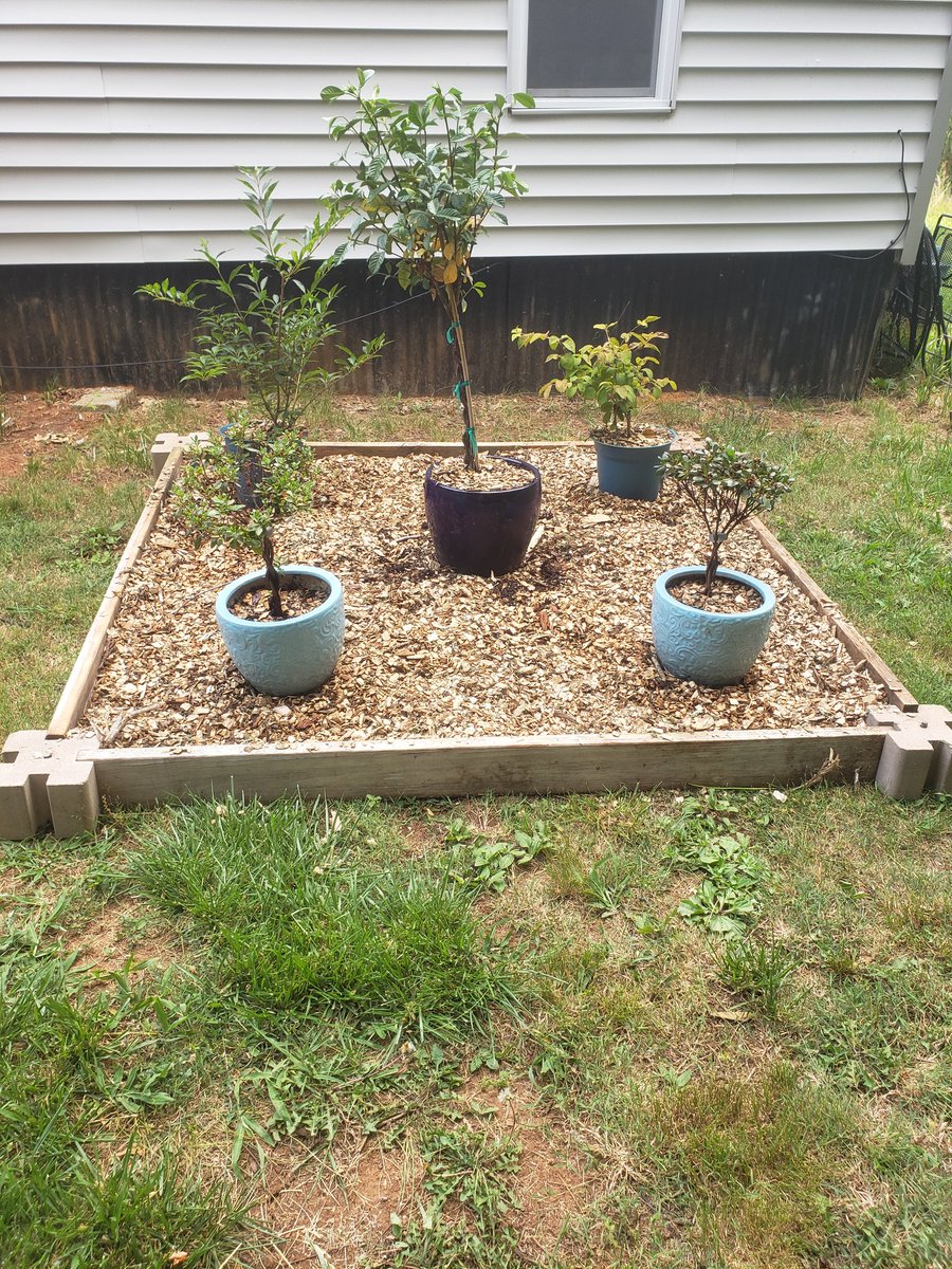 WDtravelinghat's tweet image. Busy Sunday building and renewing the flower beds. Got a huge pile of wood chips for basically free from getchipdrop.com to use as mulch. Check them out ! #getchipdrop #louisvilletn #latespring #wheelerdealersfamily #tennesseelife