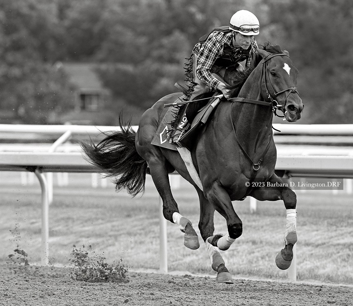 CODY'S WISH (Curlin - Dance Card, by Tapit) worked over Saratoga's Oklahoma track this morning. With Neil Poznansky up, the Bill Mott trainee went 4 furlongs in a bullet 46.83. CODY'S WISH most recently won the Grade 1 Churchill Downs Stakes on May 6. He's looking great!