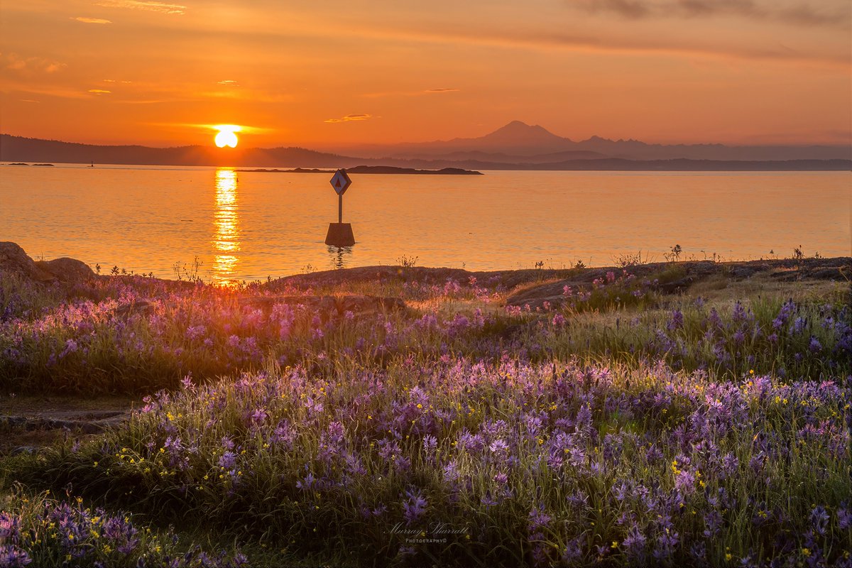 tessvanstraaten's tweet image. Today's weather photo is this beautiful shot of the sunrise from Cattle Point in #OakBay #YYJ with camas glistening in the sun and Mt. Baker in the distance. I'll have your hot early June forecast on @CHEK_News at 5. ☀️

📷Murray Sharratt 
@CHEK_media #ShareYourWeather #YYJwx