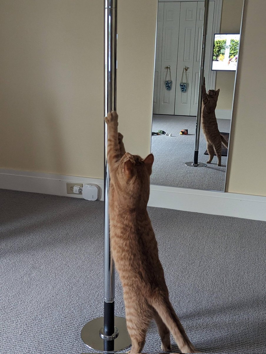 pole dancer