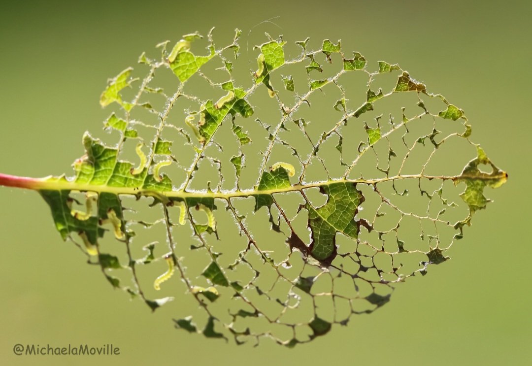 Sawfly larvae @MacroHour @BBCSpringwatch @WildlifeMag @Britnatureguide @nationaltrust @NaturePortfolio @NatureUK @Team4Nature @insectweek @Buzz_dont_tweet @homesforbugs @Lancswildlife