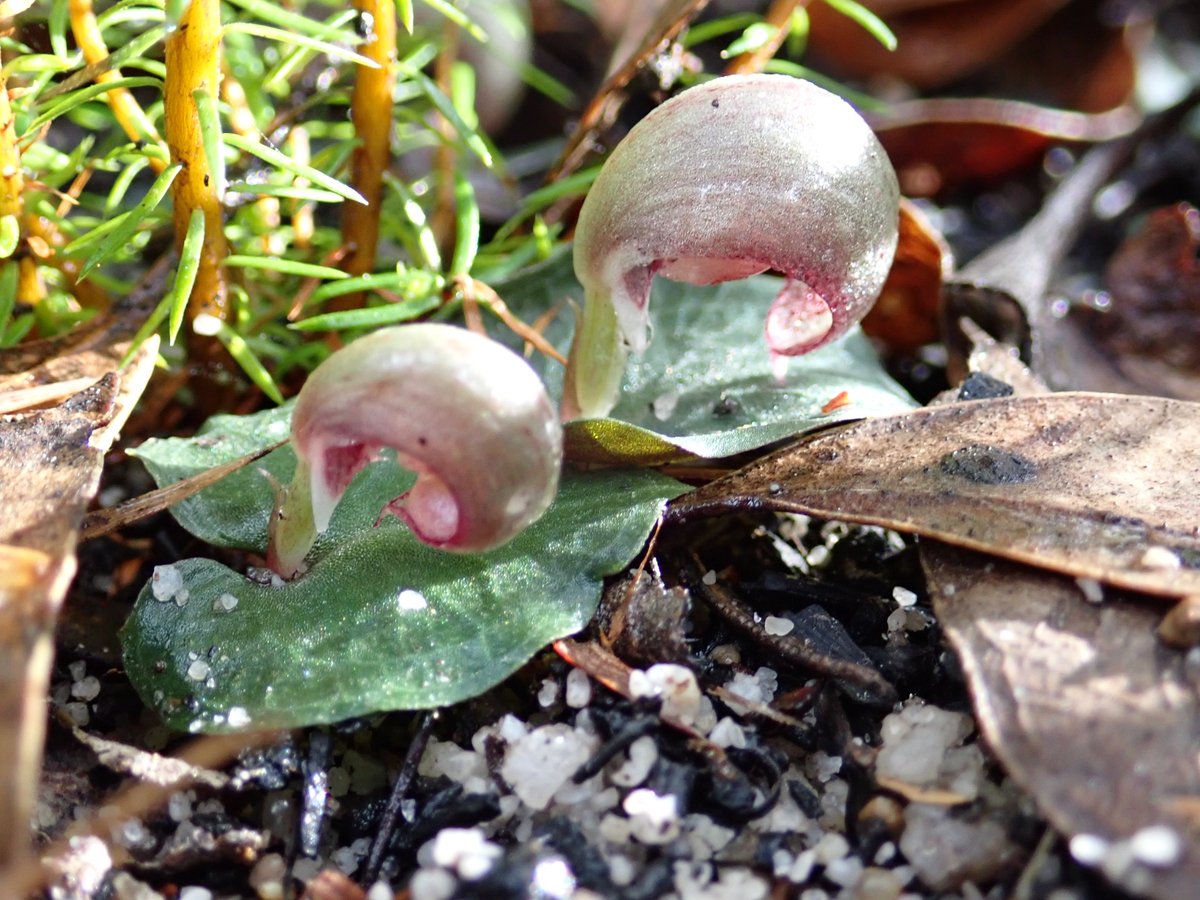E_R_Australia's tweet photo. Happy #WorldEnvironmentDay2023 from these beautiful, but unfortunately #endangered, #helmetorchids #corybas #wildoz #nativeflora #threatenedplants #ownpic https://t.co/zLqjEfWBjQ