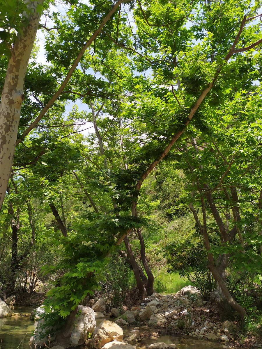 gkonst1's tweet photo. #Ραθες #Βαρναβας #Rathes #Varnava https://t.co/SYgo5iOeJn