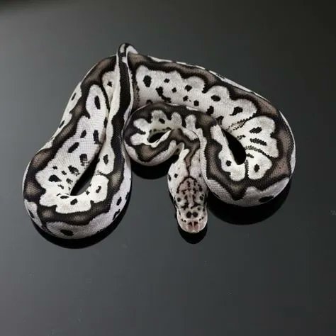 MorphMarket's tweet image. Pastel VPI Axanthic Clown 
Ball Python by JDW Morphs 

buff.ly/3Cdv9sc