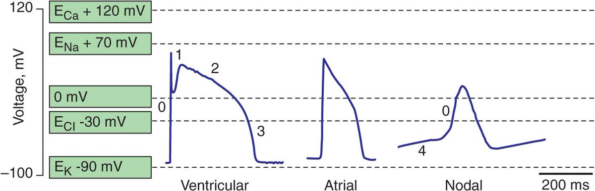 Phase 2:
Myocyte Plateau. Many small amplitude currents go in & out to maintain the plateau.
-In (depol): late-inactivating Na+, L-type Ca2+
-Out (repol): K+ (Ito inactivation, IKr/IKs activation), Transmembrane transporters (Na+-Ca2+ & Na+-K+ exchange).
#CVBoardPearl #MedTwitter