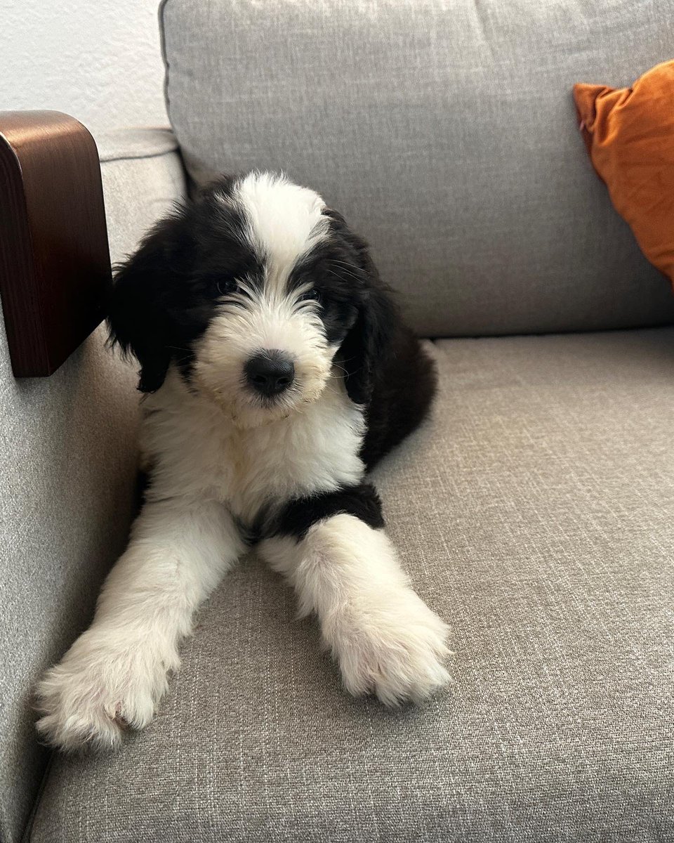 RMcKeefery's tweet image. Been trying to keep us a one dog family, but @angmck3  typically gets what she wants. Everyone meet our #sheepadoodle “Monty”. #HappyWifeHappyLife #TeamMcKeefery