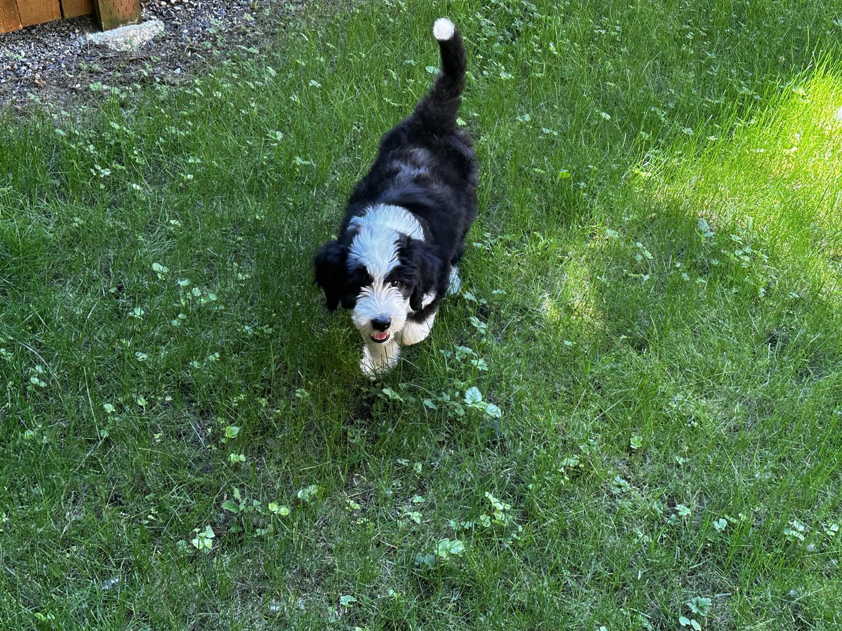 RMcKeefery's tweet image. Been trying to keep us a one dog family, but @angmck3  typically gets what she wants. Everyone meet our #sheepadoodle “Monty”. #HappyWifeHappyLife #TeamMcKeefery