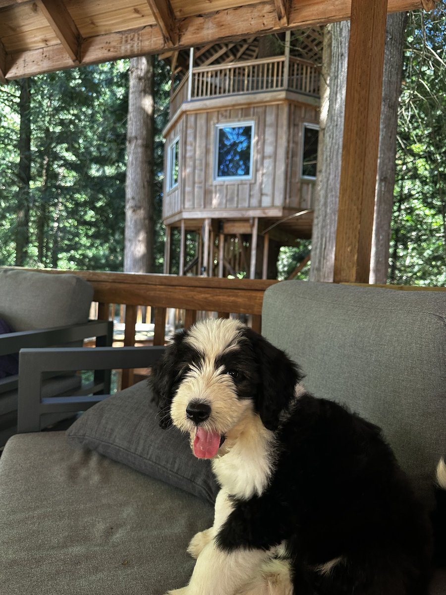 RMcKeefery's tweet image. Been trying to keep us a one dog family, but @angmck3  typically gets what she wants. Everyone meet our #sheepadoodle “Monty”. #HappyWifeHappyLife #TeamMcKeefery