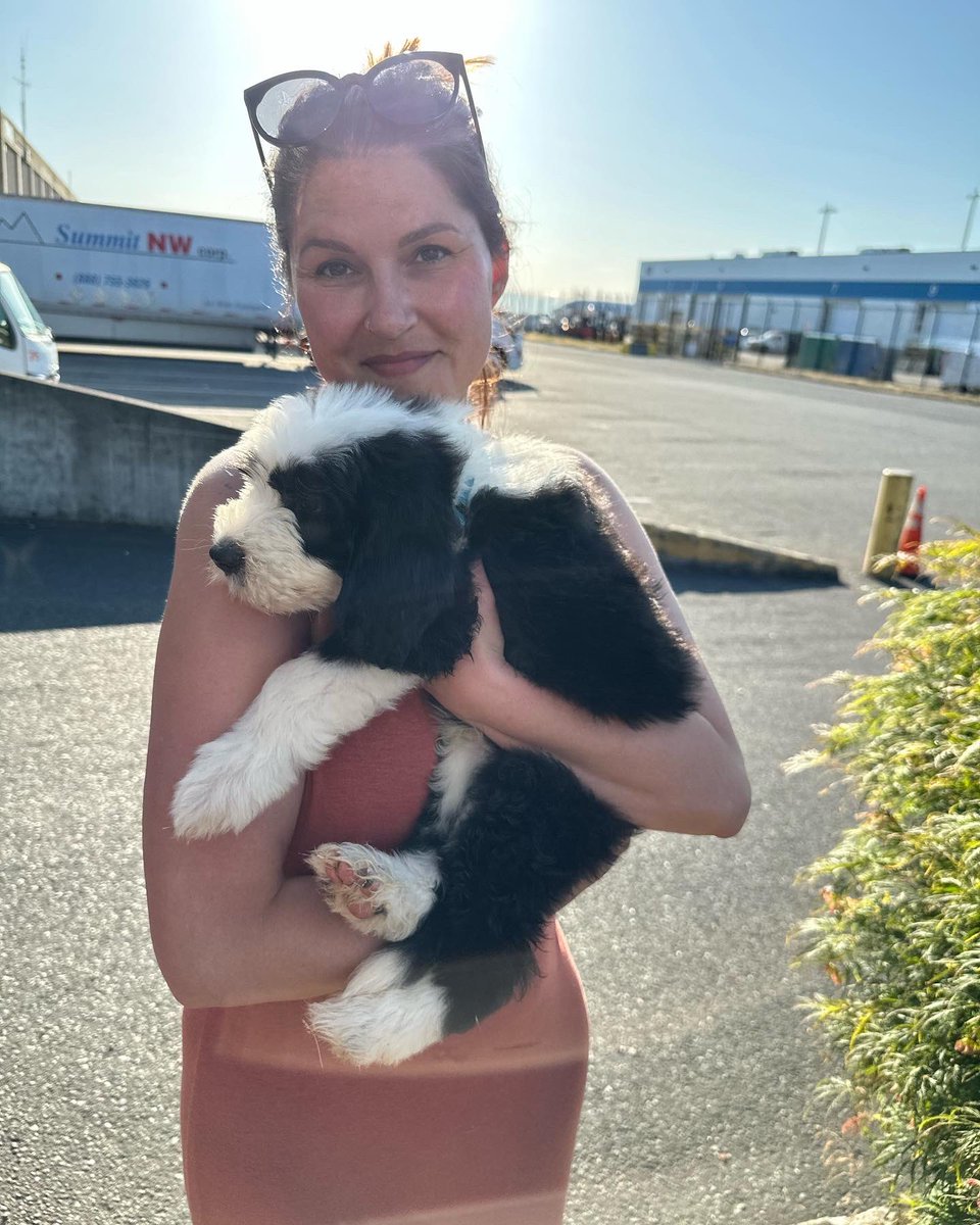 RMcKeefery's tweet image. Been trying to keep us a one dog family, but @angmck3  typically gets what she wants. Everyone meet our #sheepadoodle “Monty”. #HappyWifeHappyLife #TeamMcKeefery