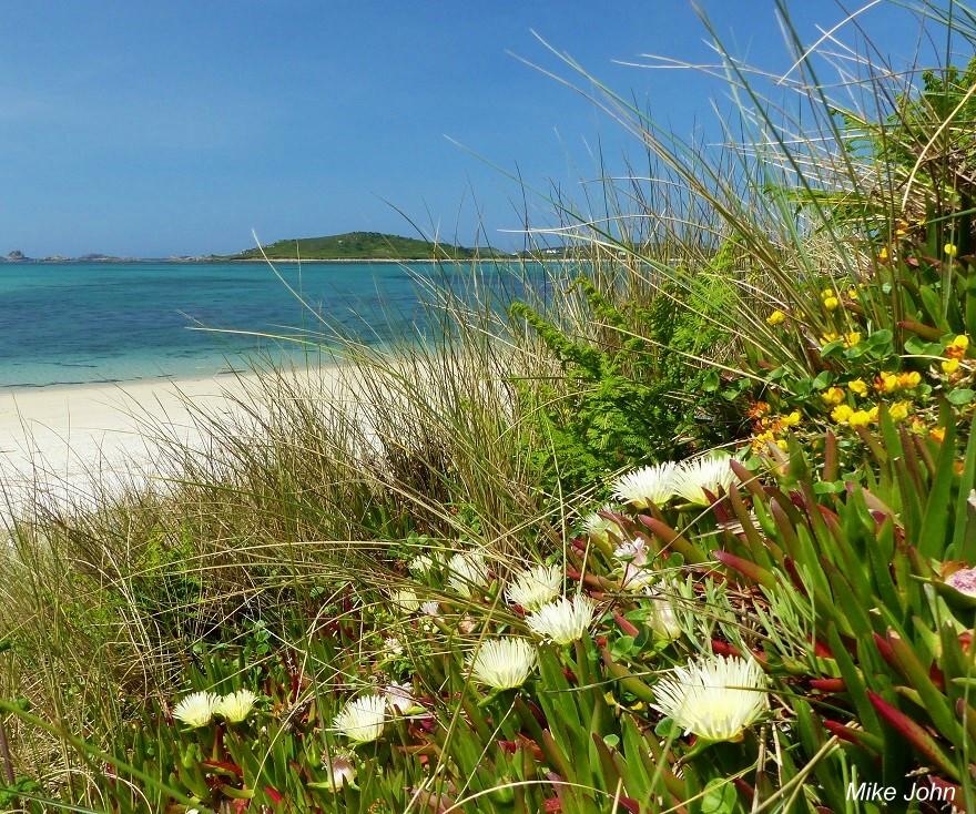 ISLES OF SCILLY MAY 2023 - Exploring Appletree Bay on Tresco Island.
#Cornwall #Tresco #IOS #Scillies #beach #NatureBeauty #nature #coast #islandstore譲 #Islands #sand #beaches #beachvibes #WestCornwall #TrescoIsland  #islandlife #naturelovers #wildflowers