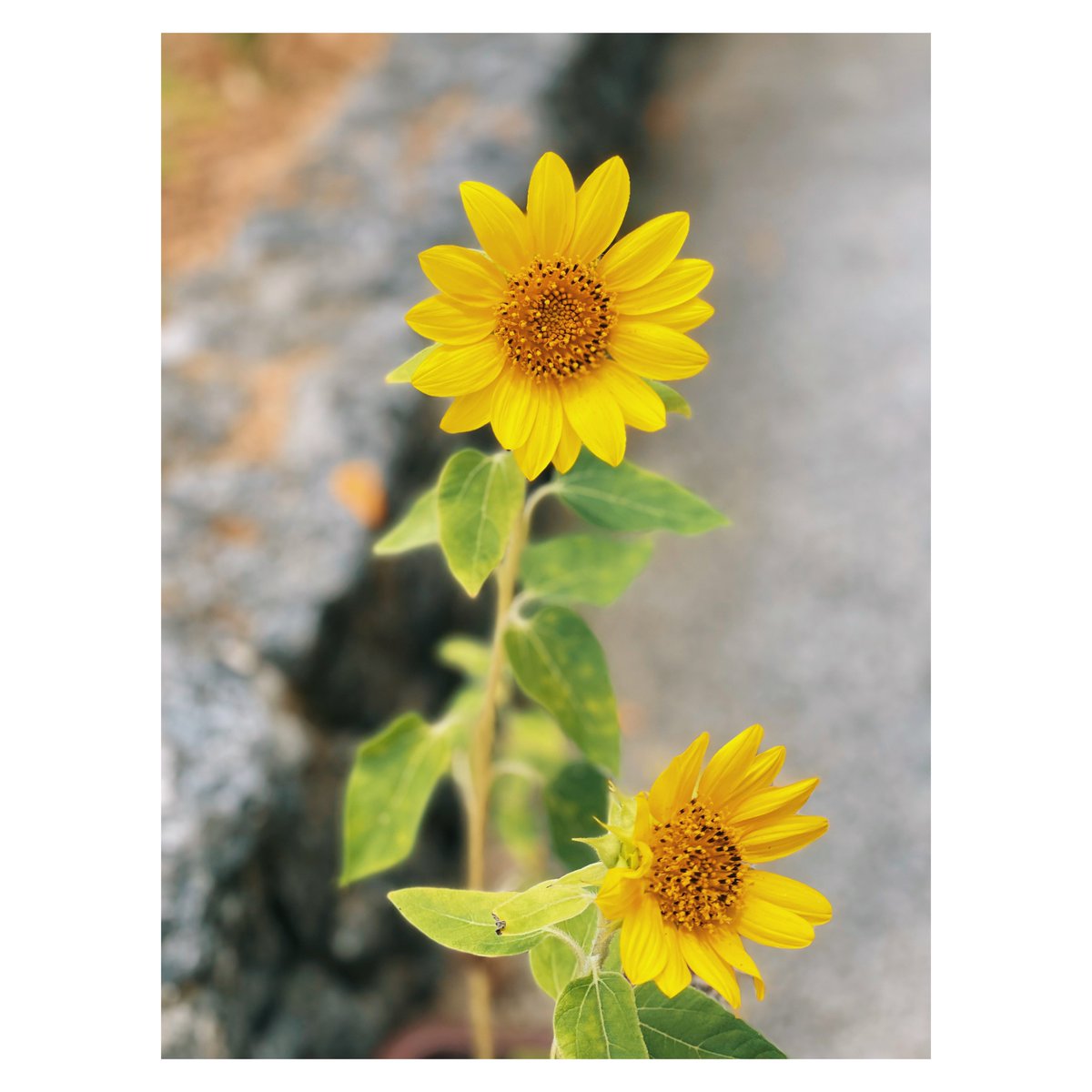 shiro_graphy's tweet photo. 🌻
#vsco
#iphone12pro https://t.co/IFIThMLKI3