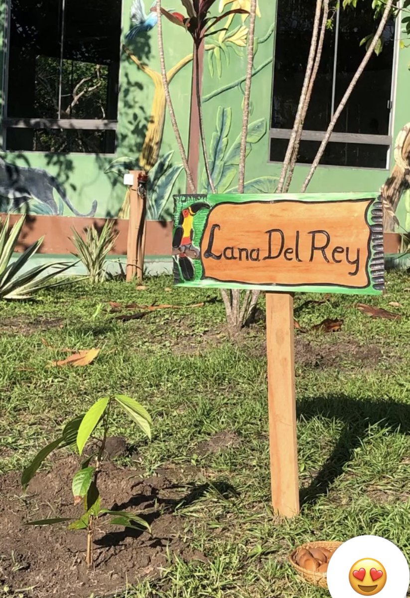 LDRWorld1's tweet photo. Ponto turístico! Árvore que Lana Del Rey plantou em Manaus .🎋 https://t.co/C6ocR2nXWN