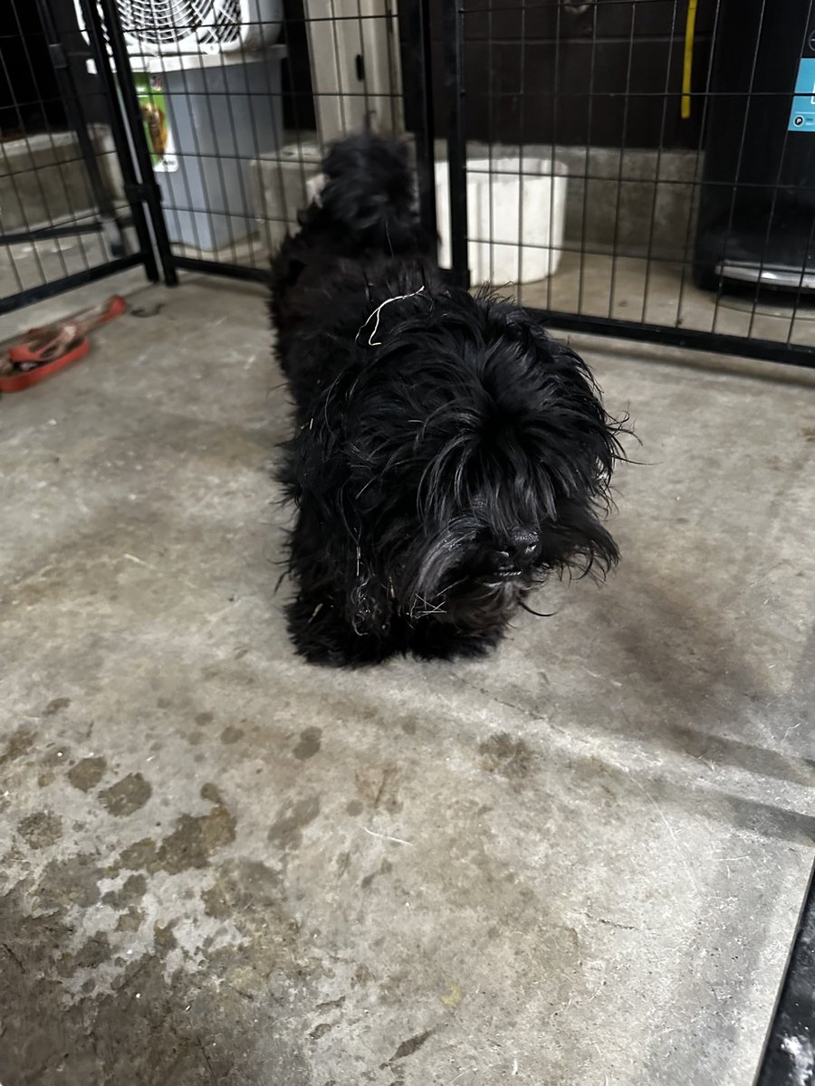 This dog was found in the area of Mellie Ave. If you know who they belong to, please contact the Clermont County Communications Center at (513) 732-2231.