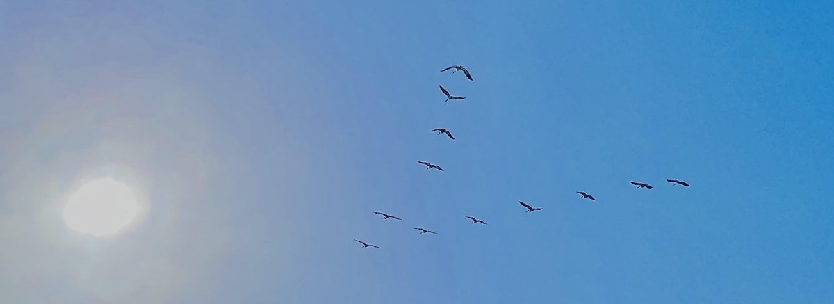 BarbAnn's tweet image. #7DayTale #poetry #prose #fantasy #sciencefiction 
Day 1
In the vast expanse of space
within the tapestry of the stars
a visitor shines their arrival 
through all realms beyond any earthly gaze 
with a forceful unknown technology 
drawn from an unknown galaxy