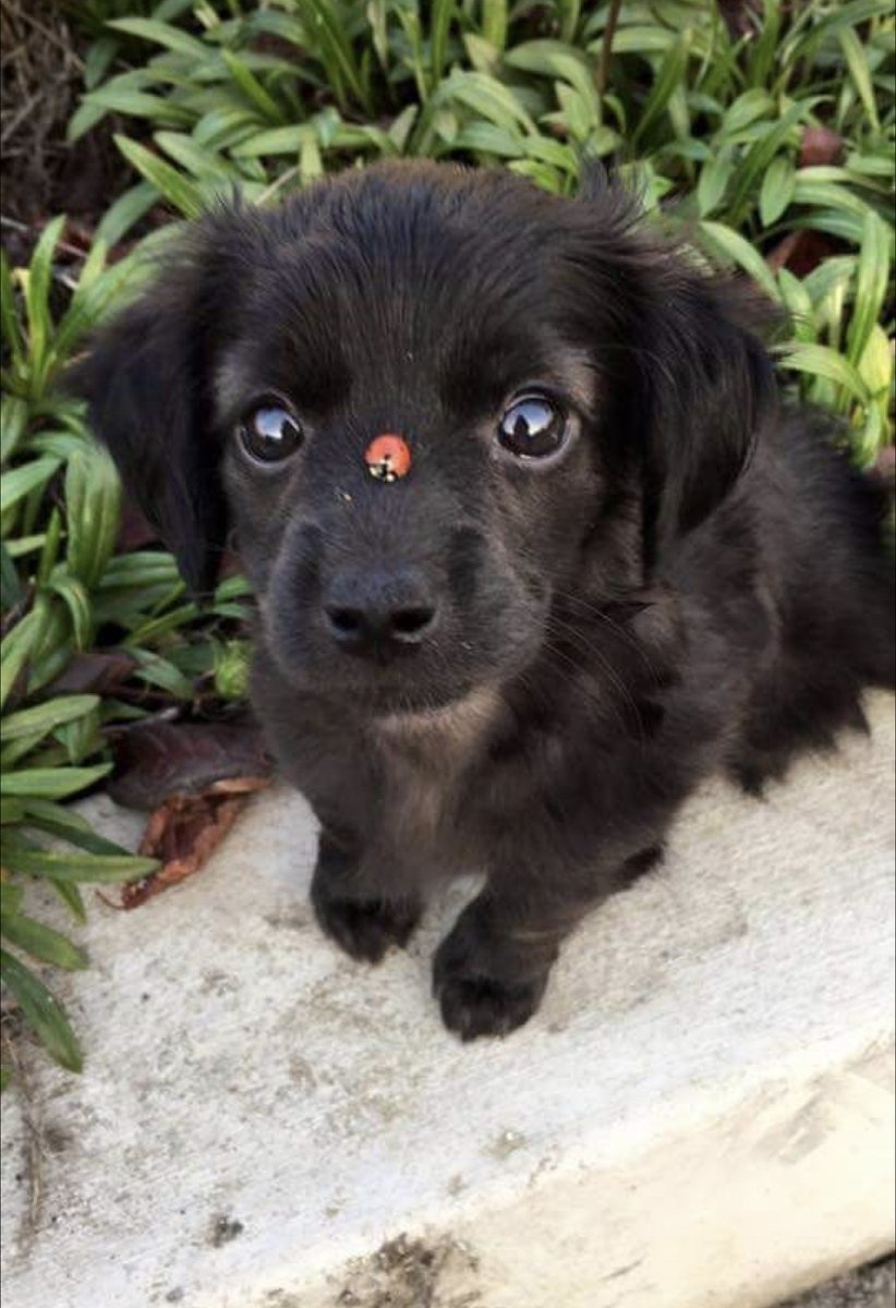 Nature is Amazing ☘️ tweet media