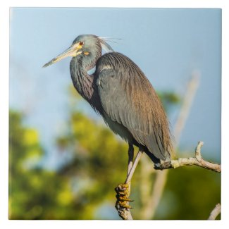 LowellMcnamara's tweet photo. https://t.co/XLyRLNujH9 #BirdPerfect #heron #LouisianaHeron #birds #Birding #Nature #Florida #Wildlife #photography #tileart #Zazzle Original photography by Daniel McNamara https://t.co/OREdkHtaAQ