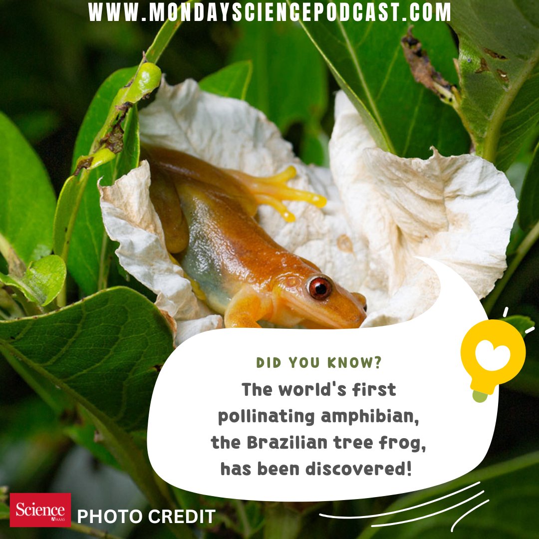 🌍 Did you know?

The world's first pollinating amphibian, the Brazilian tree frog, has been discovered! 🐸

Learn more about this fascinating discovery on the latest Monday Science episode  👉mondaysciencepodcast.com
#MondayScience #worldsfirst #podcast #sciencepodcast