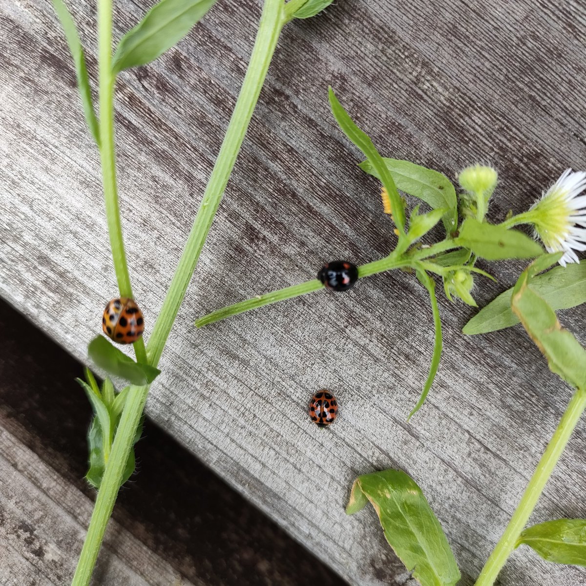 JOY_VEGE's tweet photo. テントウムシはトモダチ https://t.co/bxcuPt4LYr