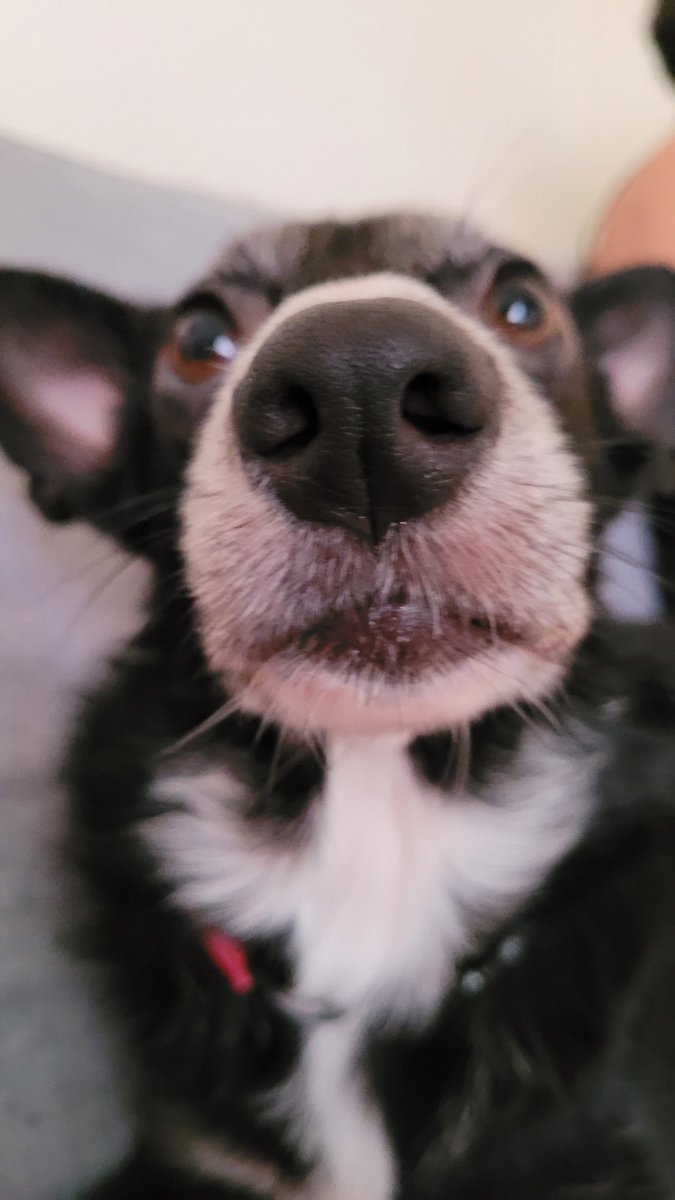 Jovana Furlani tweet media