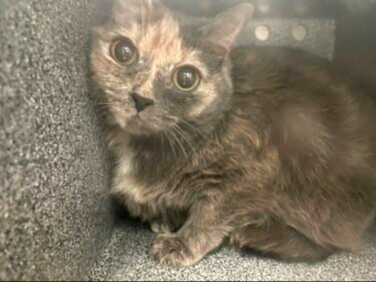 Owner stated that around a yr ago she got a new cat & had been showing that cat more attention than Kitty & she had been showing signs of aggression towards the cat. Kitty had been showing signs of aggression towards her & had been biting & scratching her.
facebook.com/photo?fbid=647…