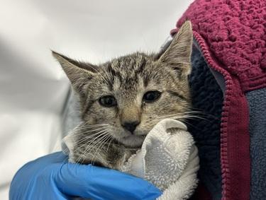 *SHELTER PLEA* Omelette is an adorable 8 week old kitten that may need some socializing. Please consider this little cutie today.
facebook.com/photo?fbid=647…