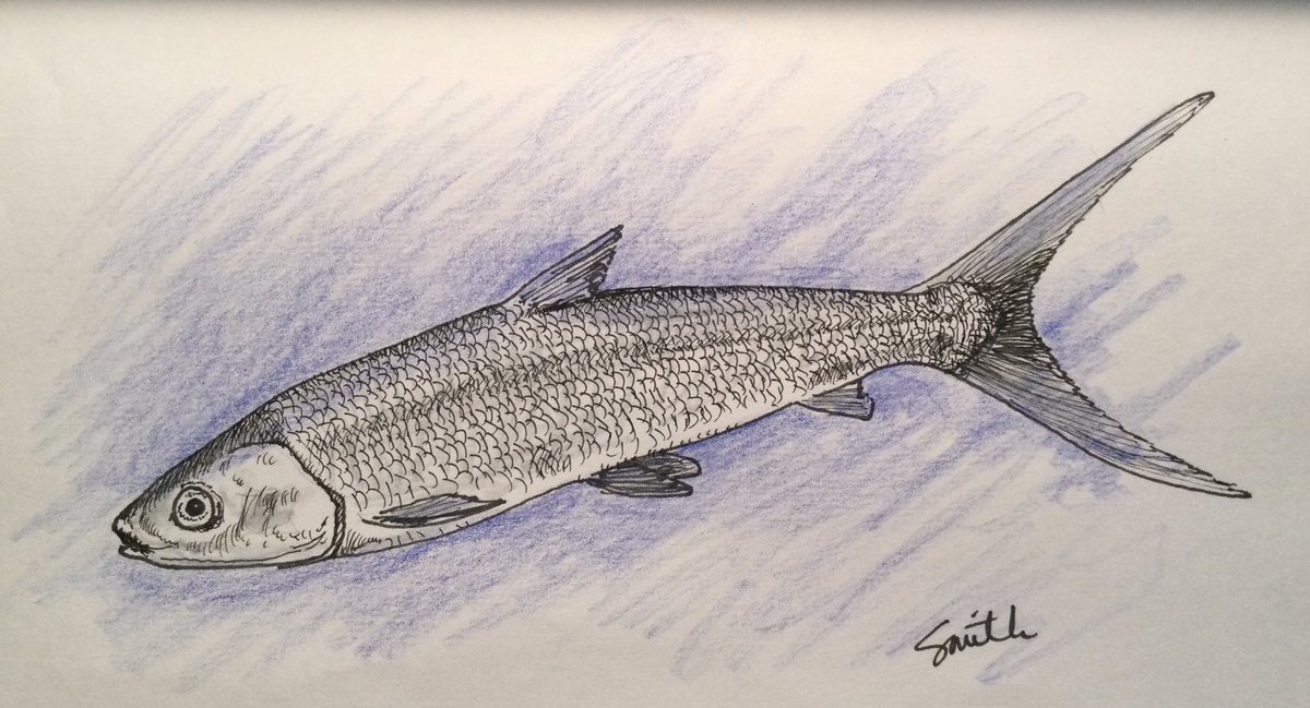 This month will always be #JuneDairyMonth to me, so this #SundayFishSketch subject represents it: The Milkfish. They’re found in the Pacific and Indian oceans, are the only living member of their family dating back to the Cretaceous period, grow to 5 ft long, and have no teeth.