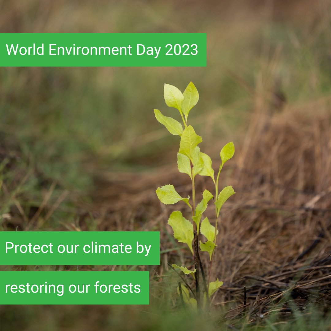 Happy #WorldEnvironmentDay! 🌏 Today, let's take a moment to reflect on our actions and find ways to contribute towards a healthier planet. We appreciate your commitment to taking climate action with us 💚 Together, we are growing our forests and #growinghope🌳