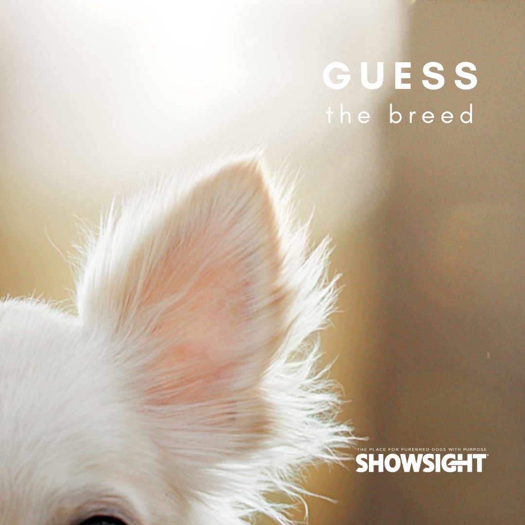 Guess The Breed🐾

Check out our new articles: showsightmagazine.com

#guessthebreed #dogbreeds #purebred #dogshow #dogshow2023 #bestinshow #bestinshowsight