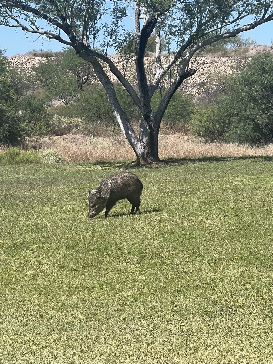 Hey fam!  Streams this week will be starting later than usual. 

Have dad duty this week and my daughter has volleyball camp. 

I hope y’all had a great weekend!  This guy said hi to us today on the golf course: