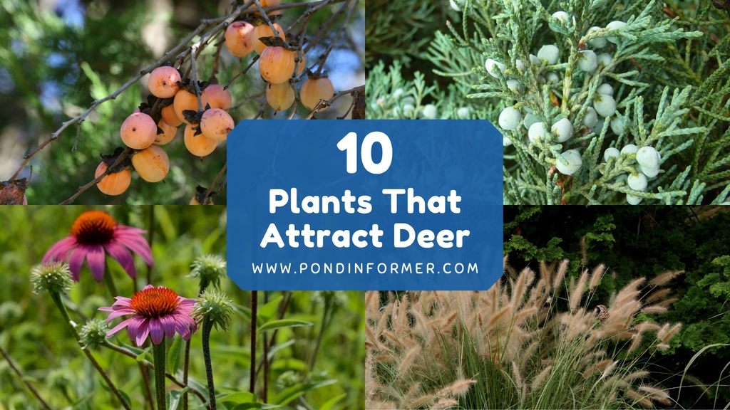 PondInformer's tweet photo. Attention gardeners and wildlife enthusiasts! Want to attract deer to your garden and create a picturesque scene? Check out this article for a list of plants that are irresistible to deer! 🦌🌿
https://t.co/mfaNFroNKP

#deer #wildlife #gardening https://t.co/V3nvgUDY0y