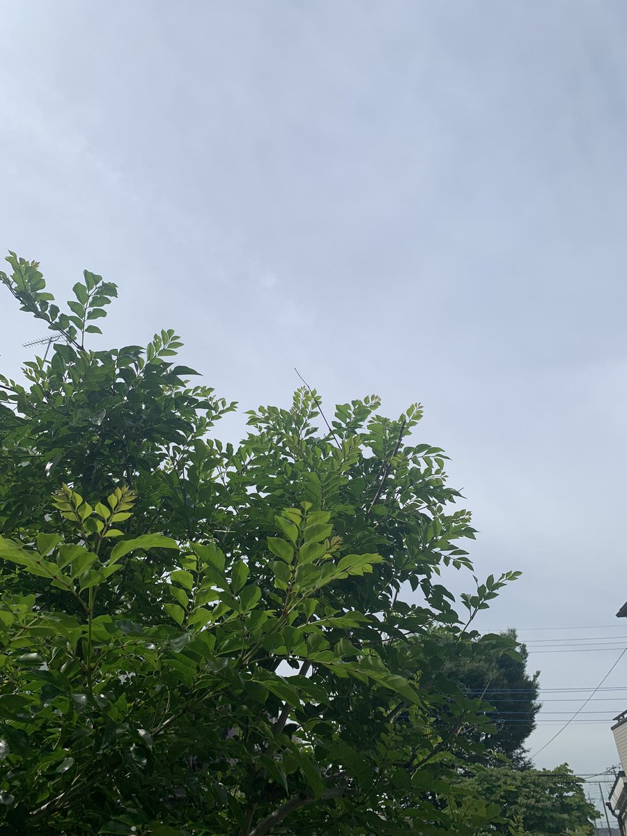 おはようございます😃

埼玉県坂戸市はやや曇り⛅️
今日の気温は30度予報💦

関東地方なかなか梅雨入りしないですね😅

企業公式相互フォロー
企業公式が毎朝地元の天気を言い合う
企業公式夏のフォロー祭り