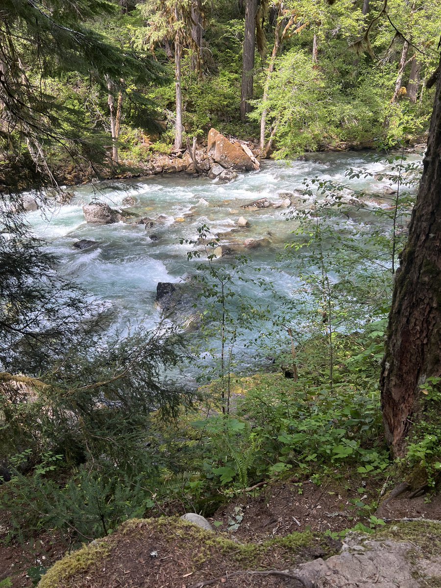 CaitAWilson's tweet photo. Mount Rainier National Forest https://t.co/03IqugBD6t