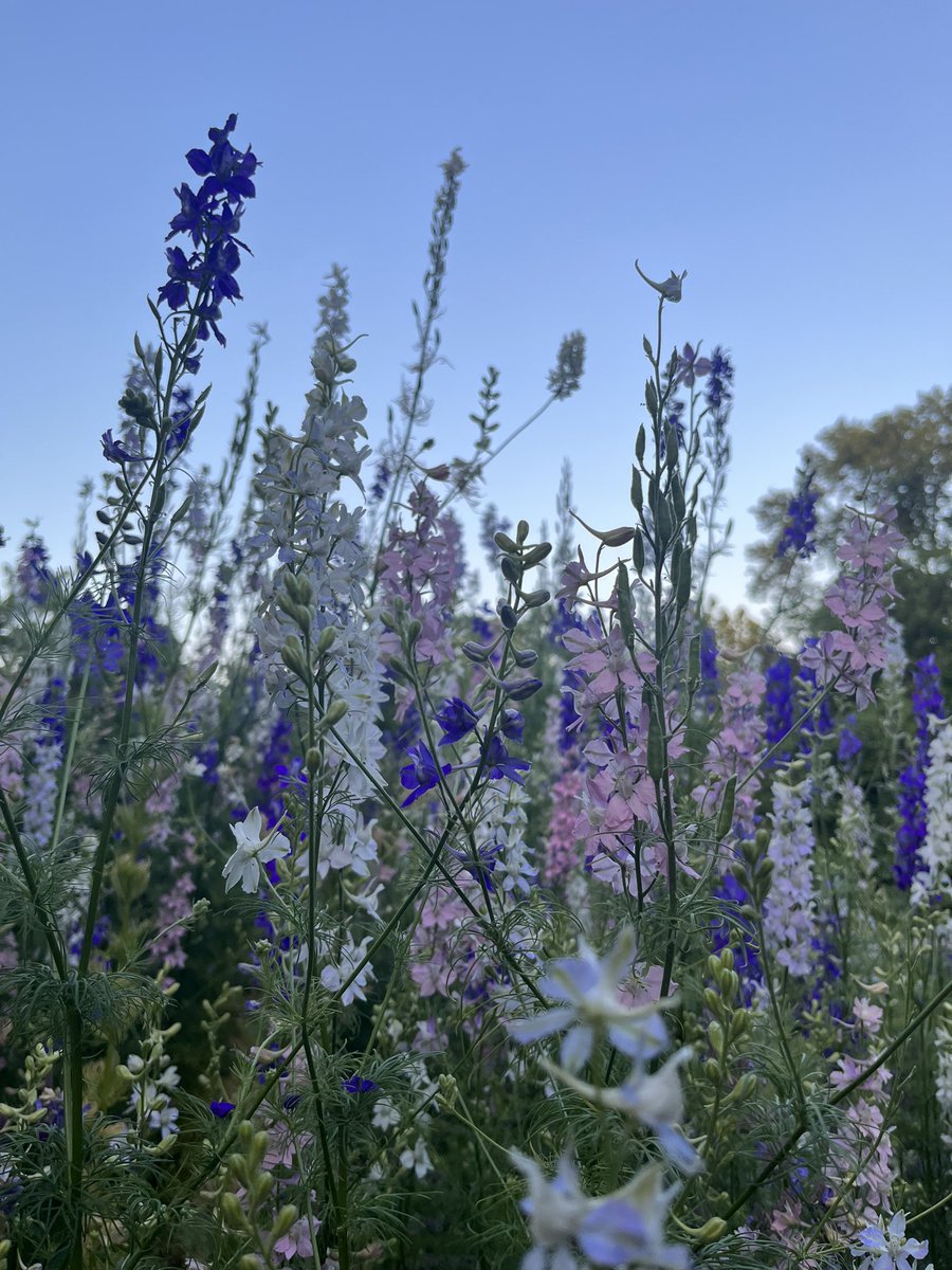 JakouC's tweet photo. 🪻🌹 https://t.co/jk8LnHWi3c