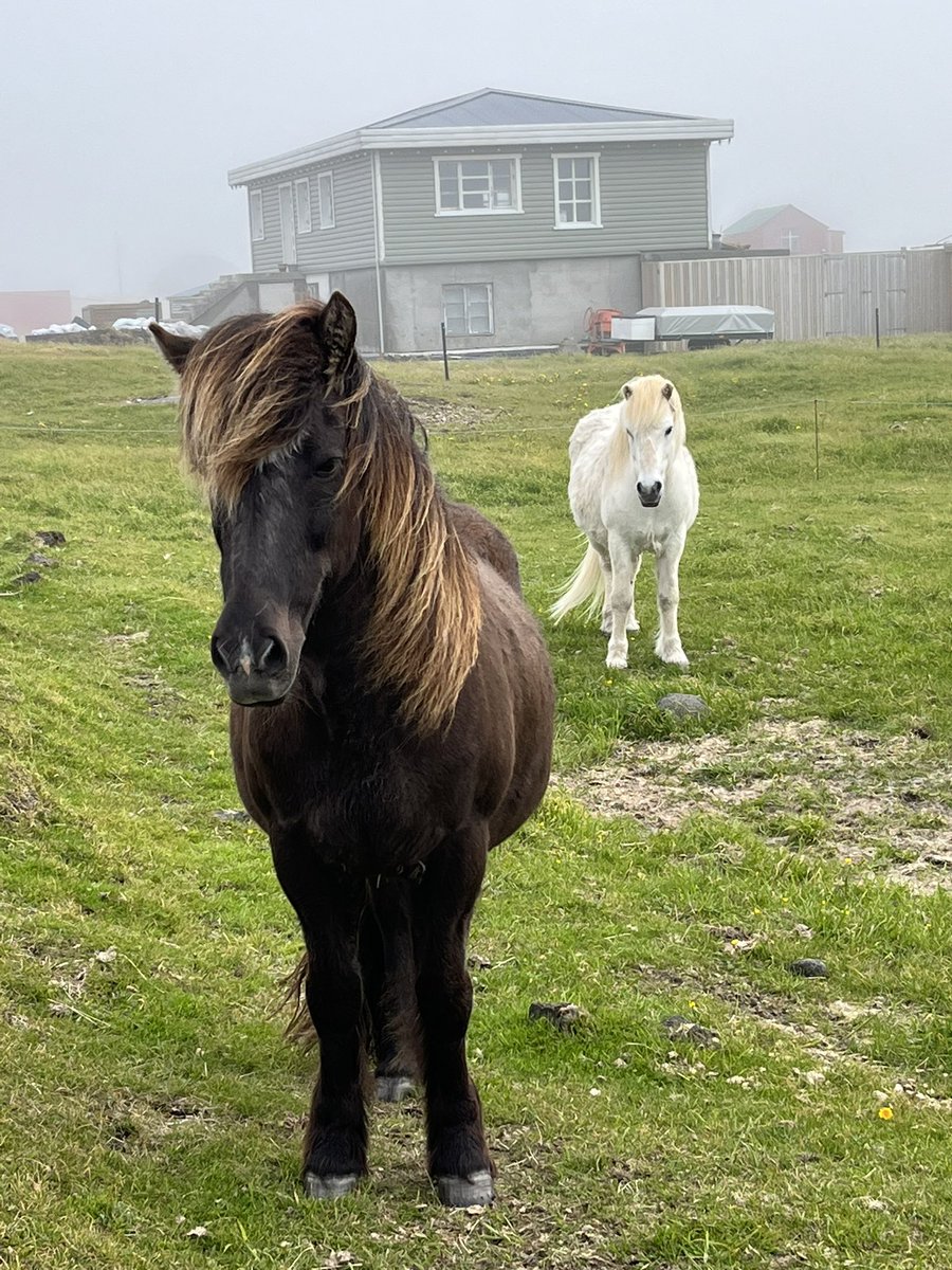 UNLGeography's tweet photo. Day 1 | #GeographyFieldTour

🇮🇸 @GeocampIceland Intro
🇮🇸 @VisitReykjanes @UNESCO Global Geopark
🇮🇸 #Iceland #geology
🇮🇸 #longhouse #Archaeology 
🇮🇸#IcelandicHorse https://t.co/Z6BbrQKvnQ