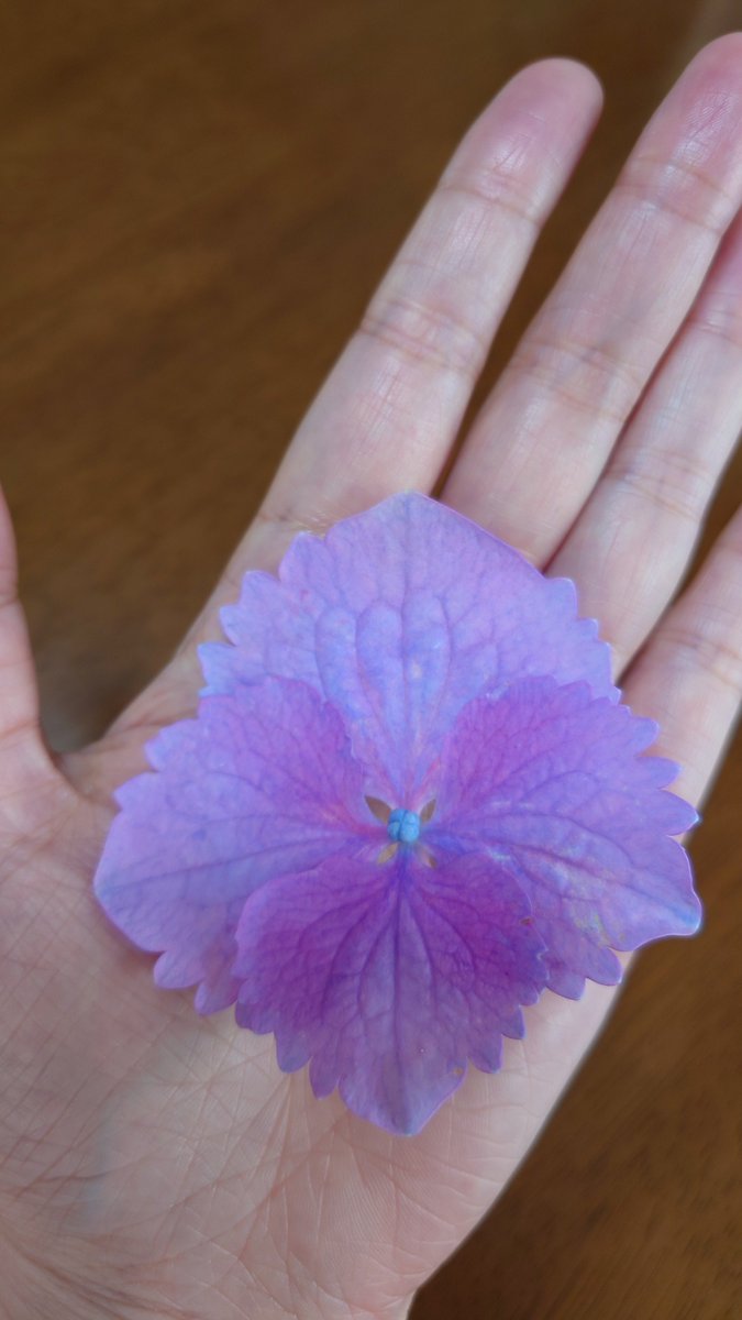 我が家の紫陽花。
ガクがでっかい。

今日は体調不良ということでお休みしています。
半分くらいサボり、、、
休むのに罪悪感を感じるって、なんだかイヤぁね。