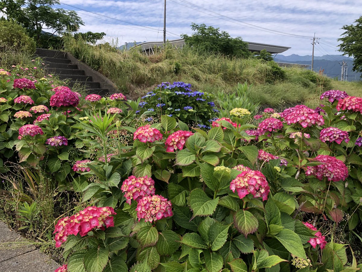 doi_sci's tweet photo. 昨日6月4日(日)に毎月恒例の花壇清掃を行いました。
5月の花壇清掃は雨天で中止となりましたが、たくさんの方に参加していただき作業を終えることができました。

#土居町商工会
#土居町商工会女性部
#商工会
#商工会女性部
#花壇清掃
#四国中央市
#四国中央市土居町 https://t.co/N0Uw0IhlTg