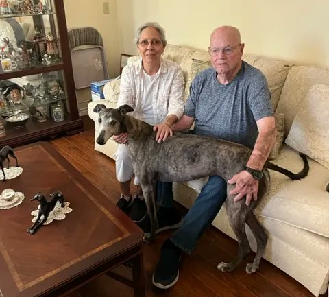 🎈 Congratulations to Balsa on finding her forever home in San Antonio!  #greyhounds #AdoptionDay