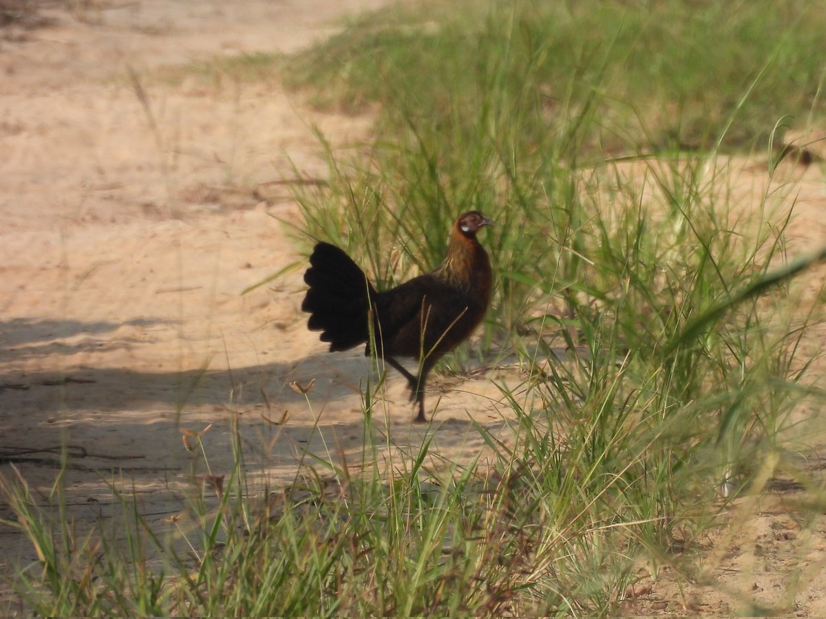 Sudah puas dengan hasilnya, tinggal foto ayam hutan merah yang lebih proper sama sempur-hujan sungai 😌