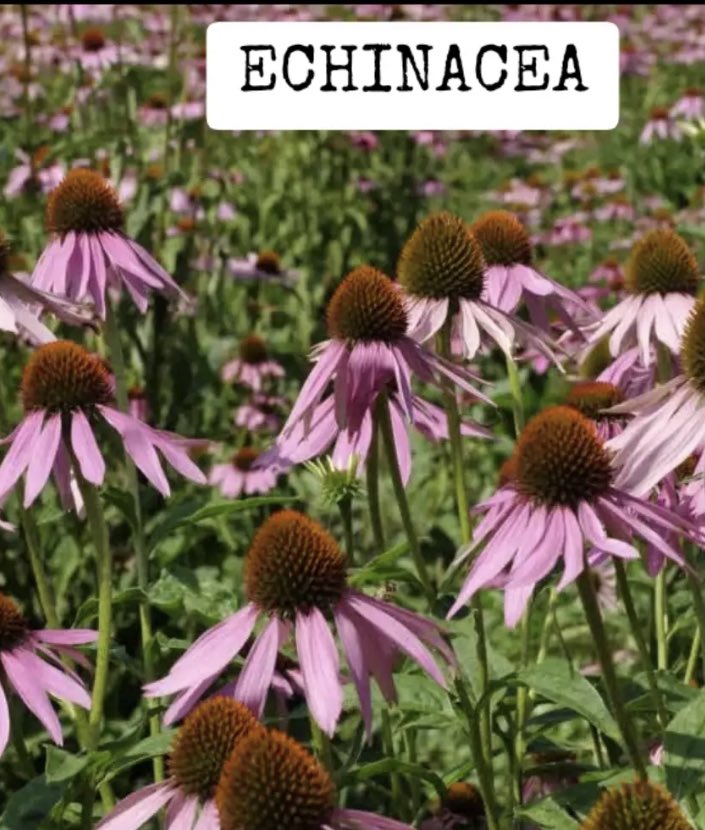 💥Echinacea💥Immune boosting properties (aka purple cone flower).. commonly used for colds, flu & other respiratory problems..