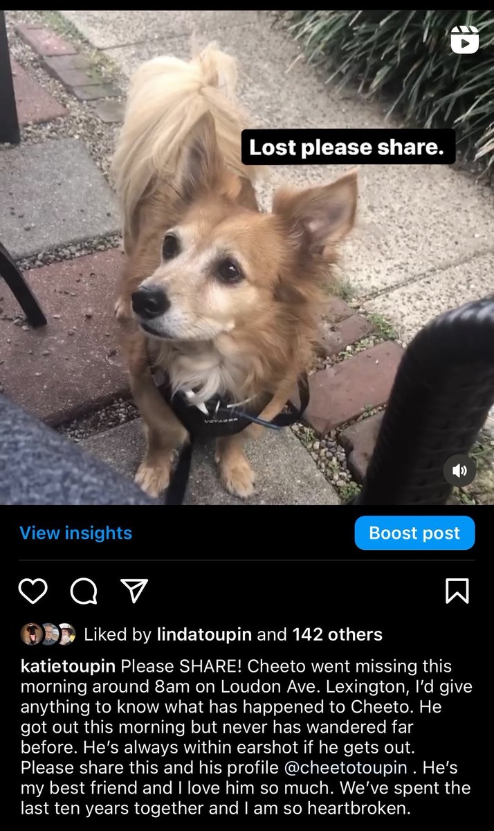 KatieToupin's tweet photo. PLEASE PLEASE SHARE. Cheeto has gone missing today around 8AM. Even if you don’t live in Lexington KY, someone you know might. PLEASE help me. I am begging you. I’ve done all the things I can do at this point, just please share this. My heart is broken. https://t.co/VZJ809poNd