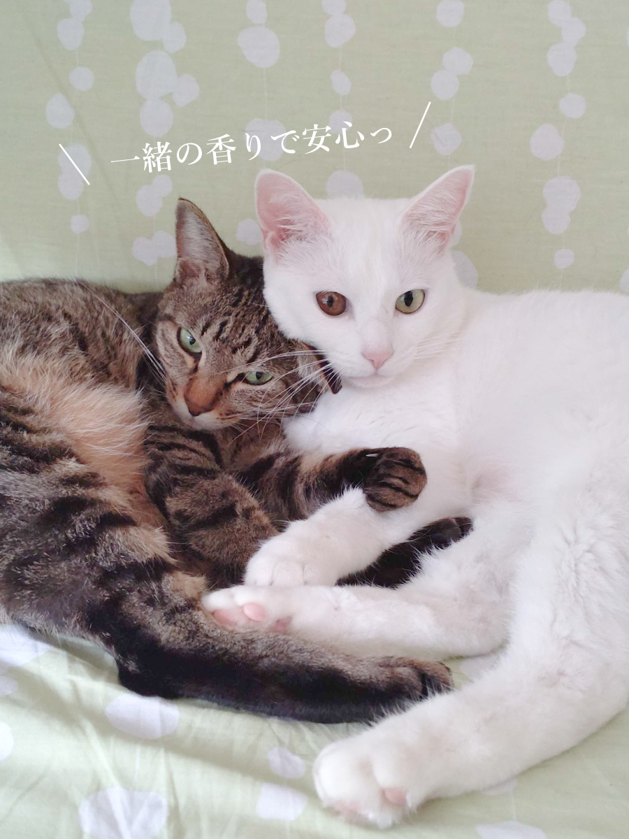 herbal_leaf's tweet photo. たまには自社ツイートさせてください🙏

普段は猫ツイートばかりしてますが
実はオーガニックシャンプーを
取り扱っています🧴

子猫も使える舐めても安心の成分で
「うちの子」と「一緒の香り」に
なりませんか？🌿✨

▼Herbal Leaf商品紹介ページ
https://t.co/lDNSeyjaIb https://t.co/0Dh99eQo7y