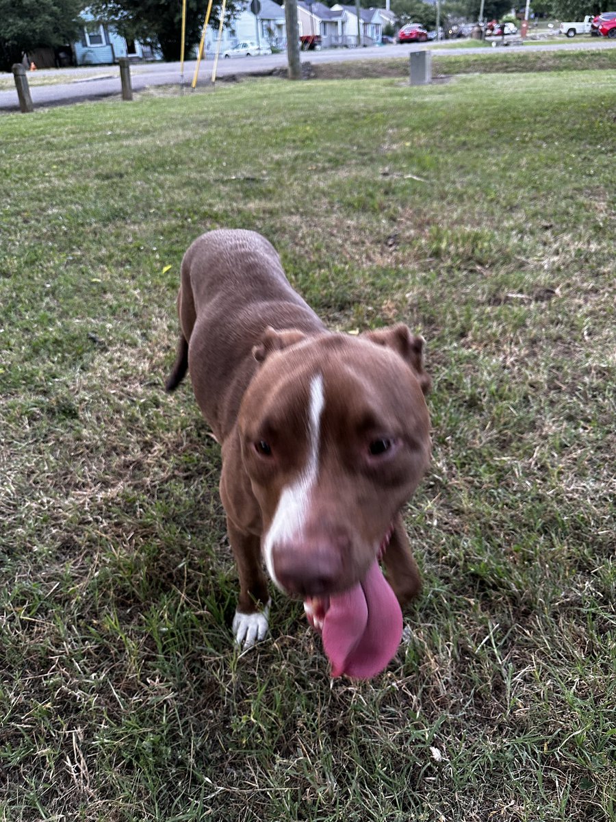 TheSnazzy's tweet photo. Dog just found at England Park in the Nations, Nashville, TN. Has a collar but no tags. @nashvillehumane #lostdog #lostinnashville https://t.co/ajuuov7CBd