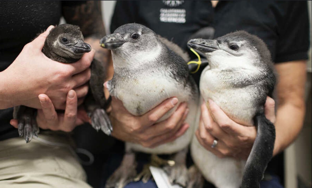 Researchers from the University of Cape Town have worked on hand-rearing chicks. Given the limited supply of food due to overfishing, hand-rearing chicks can be very beneficial in halting African penguin population decline. #39canimals 
pbs.org/newshour/scien…