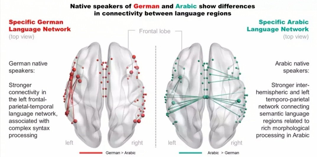 A Max Planck study reports that Arabic native speakers have a stronger network between the left and right hemispheres of the brain than Germans.

#language #nativespeaker #arabic 

mpg.de/20006898/unser…