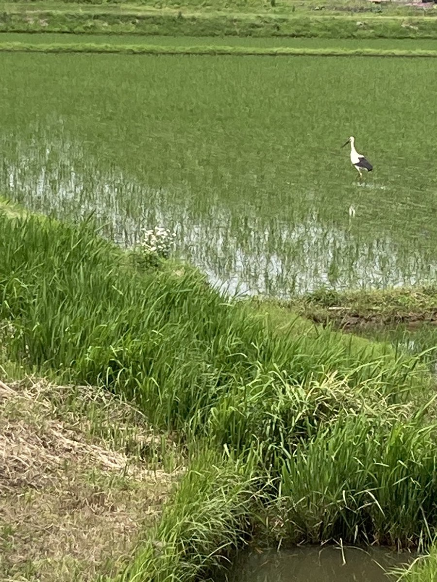 なんという鳥ですか？
だれか教えてください

初めてみた
#北浦　#野鳥